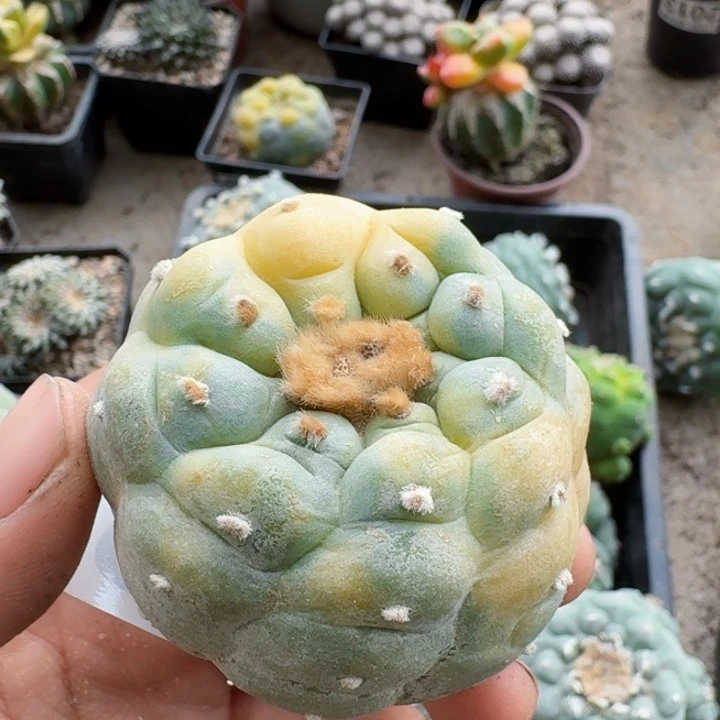 2029自根仙锦仙人球