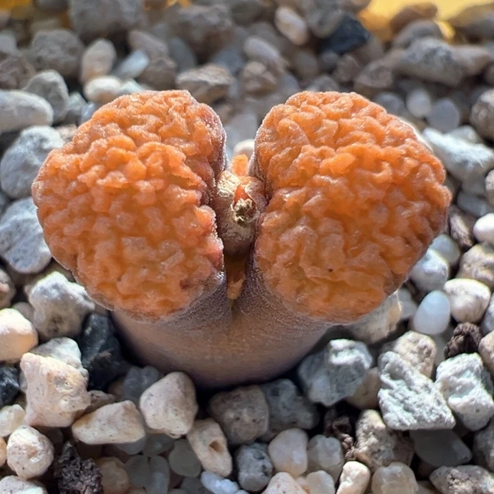 A787.  优选超级褶皱窗橙子蛋糕。