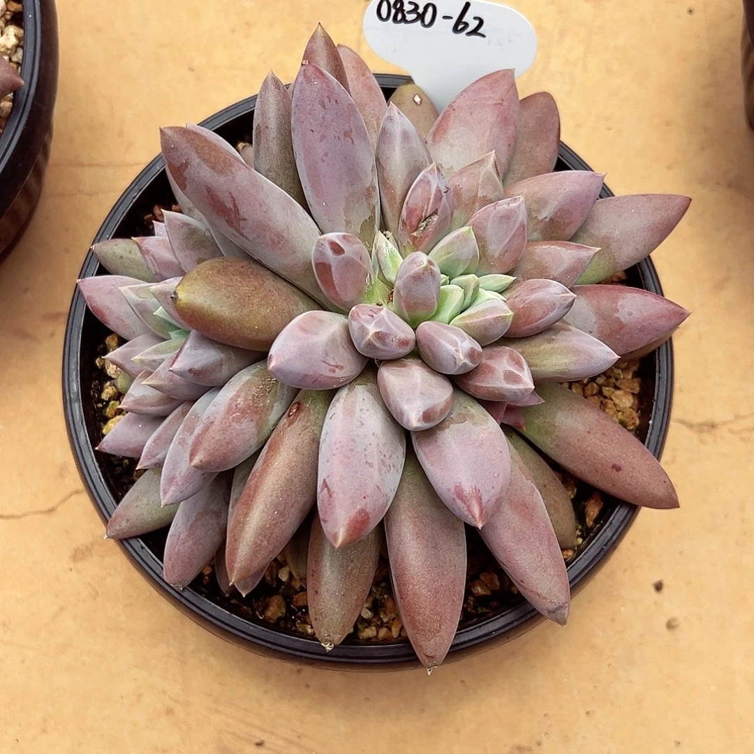 0830-62焦糖哥特萝莉