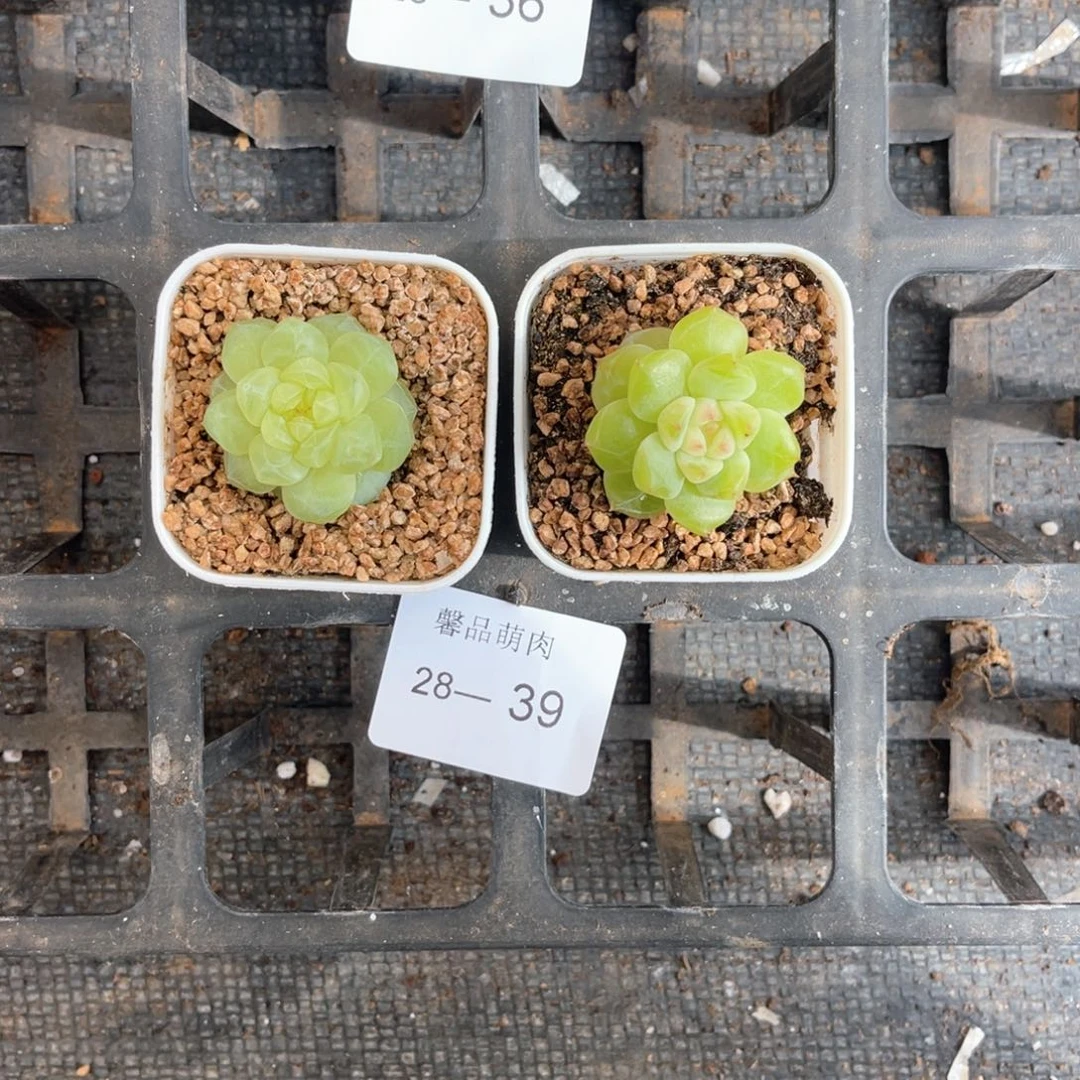 小白盆一物一拍18颗28-39