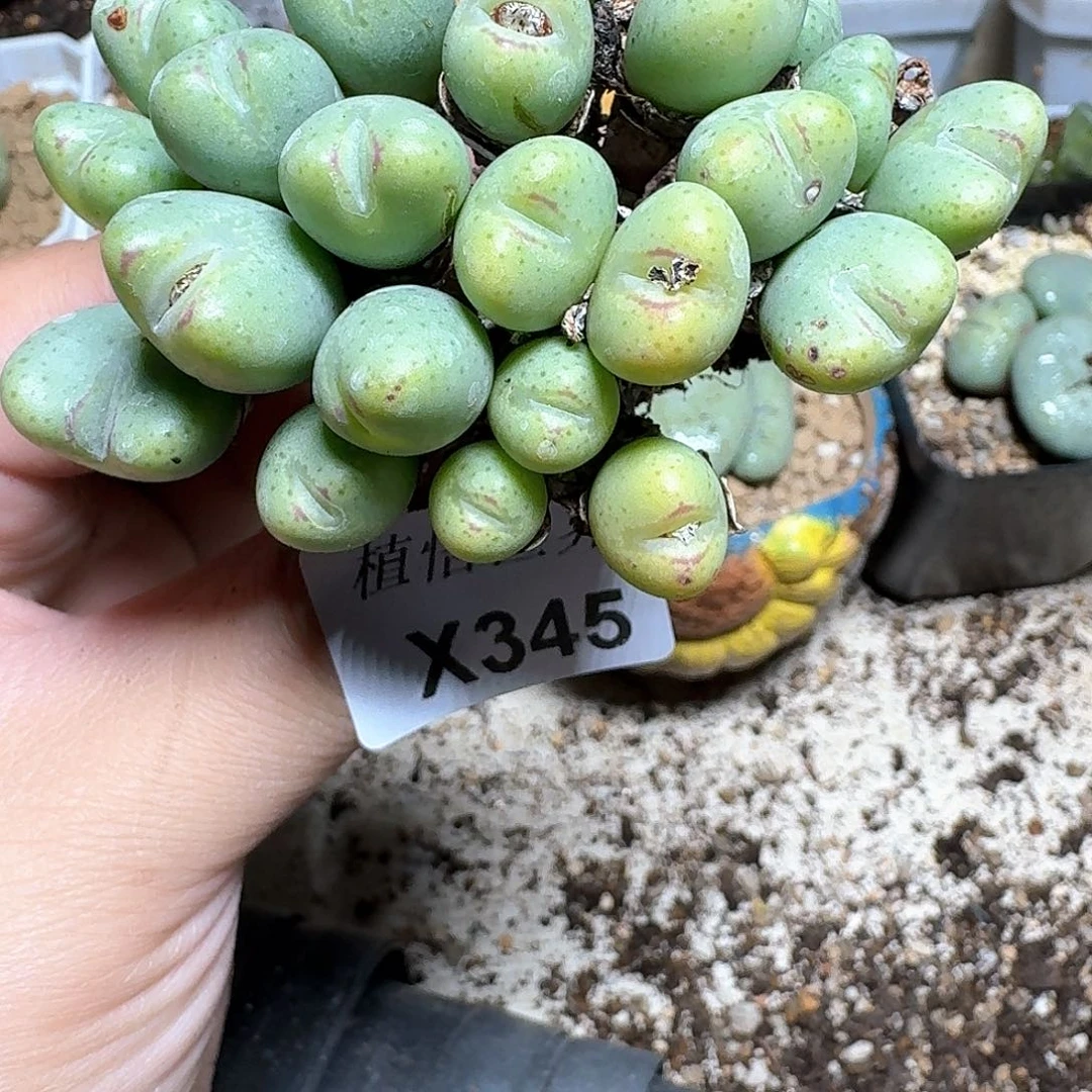 345号多肉植物哇c
