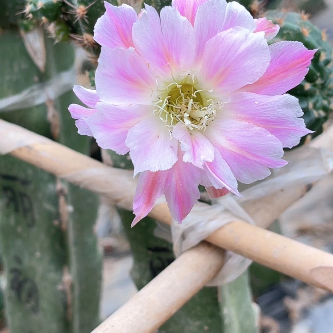 丽初恋侧芽歪3公分以上