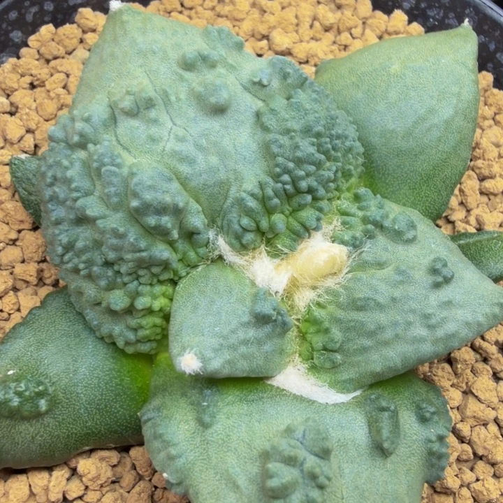 达摩大蓝雕超级f3