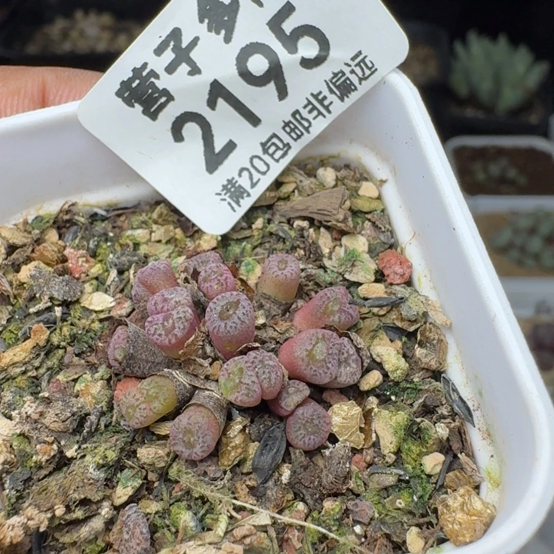 红珊瑚带盆土。
