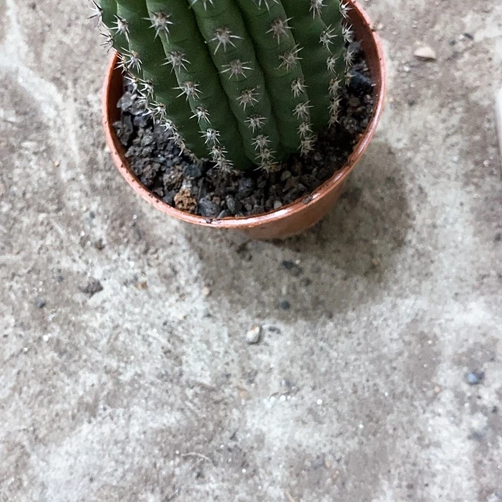 佛拉门阁高8公分左右