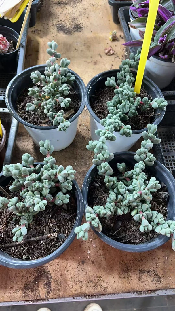 【鹿角海棠 满九块九包邮】阳台办公室庭院老桩盆栽多肉植物