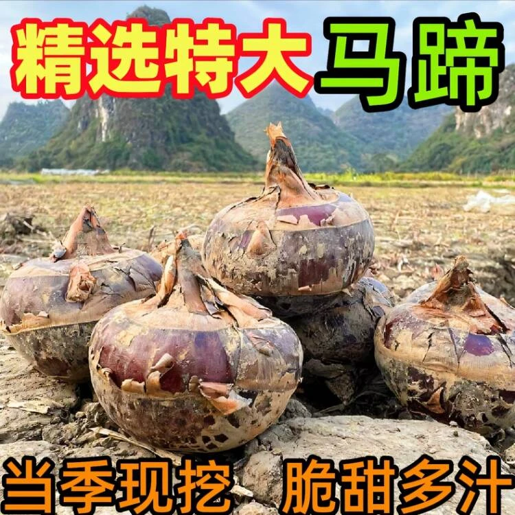 【坏果包赔】】正宗广西荔浦马蹄马蹄荸荠水果荸荠5斤大果产地发货