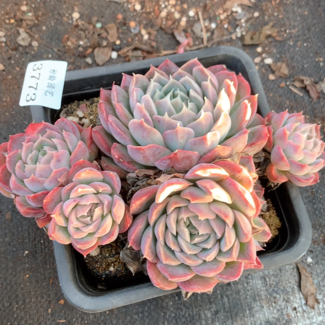 3773杂交多肉植物基地