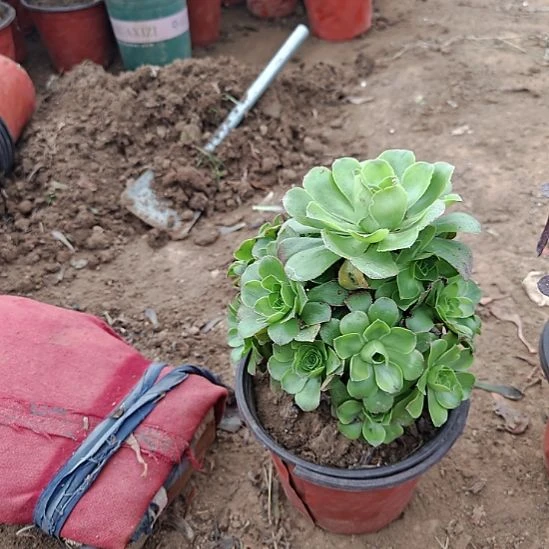 君美丽加急发货了1