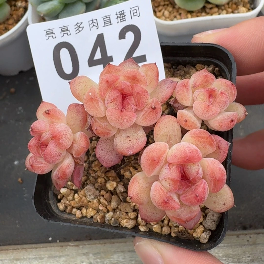 甜心树桩            精美多肉植物