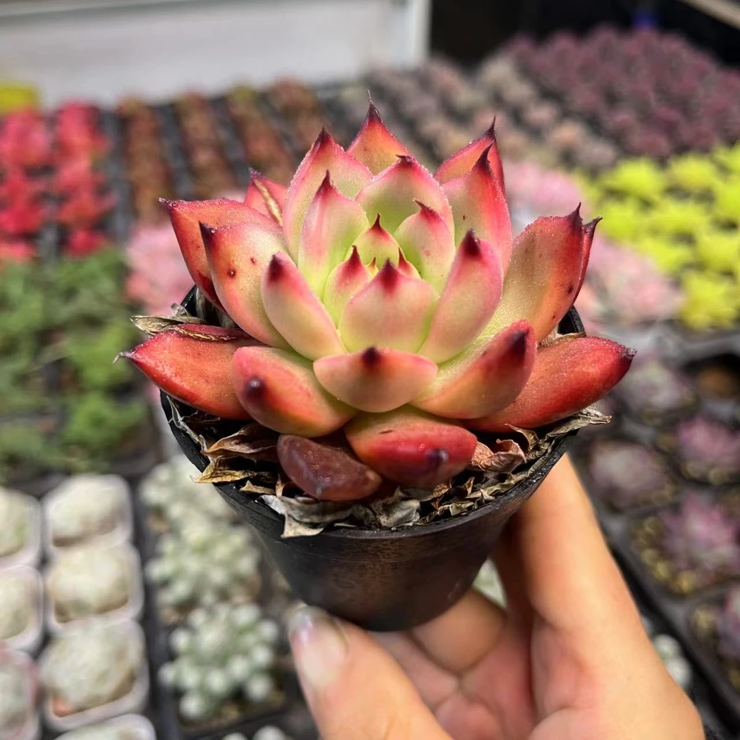 阿姆斯特壮6.5厘米盆老桩多肉