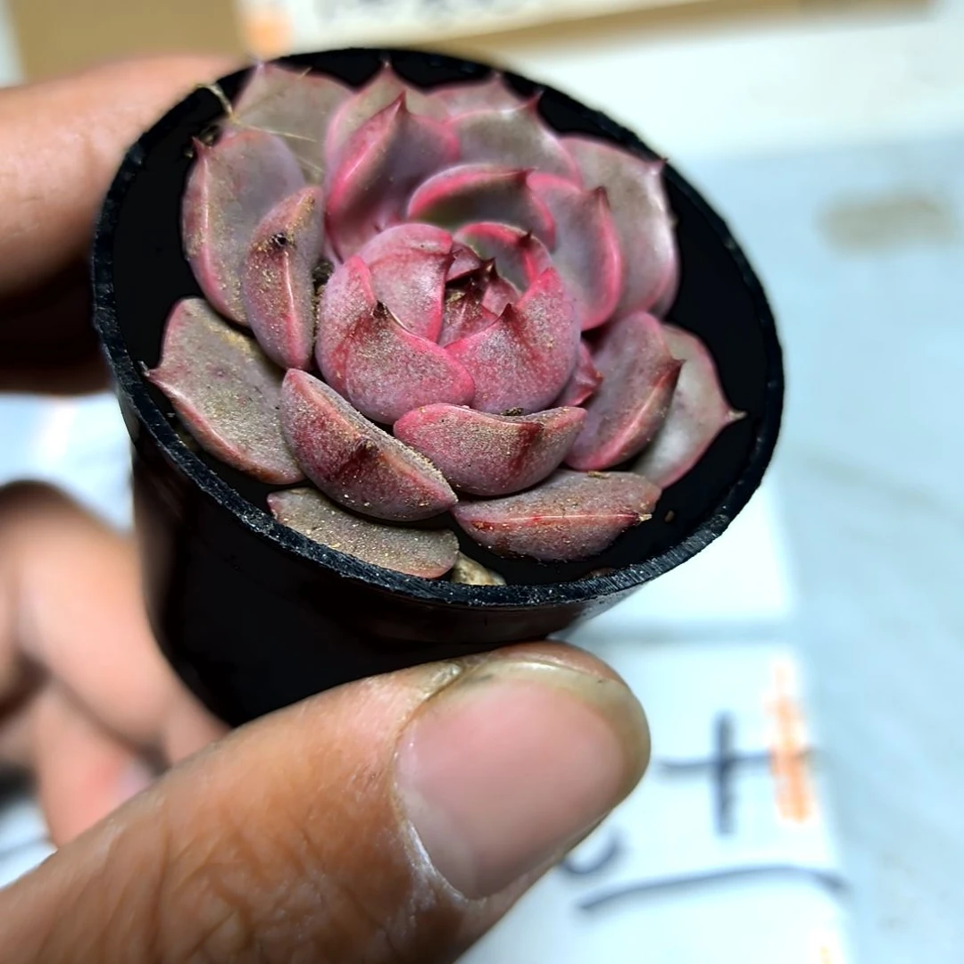 满6元包邮，红笨吧绝绝子