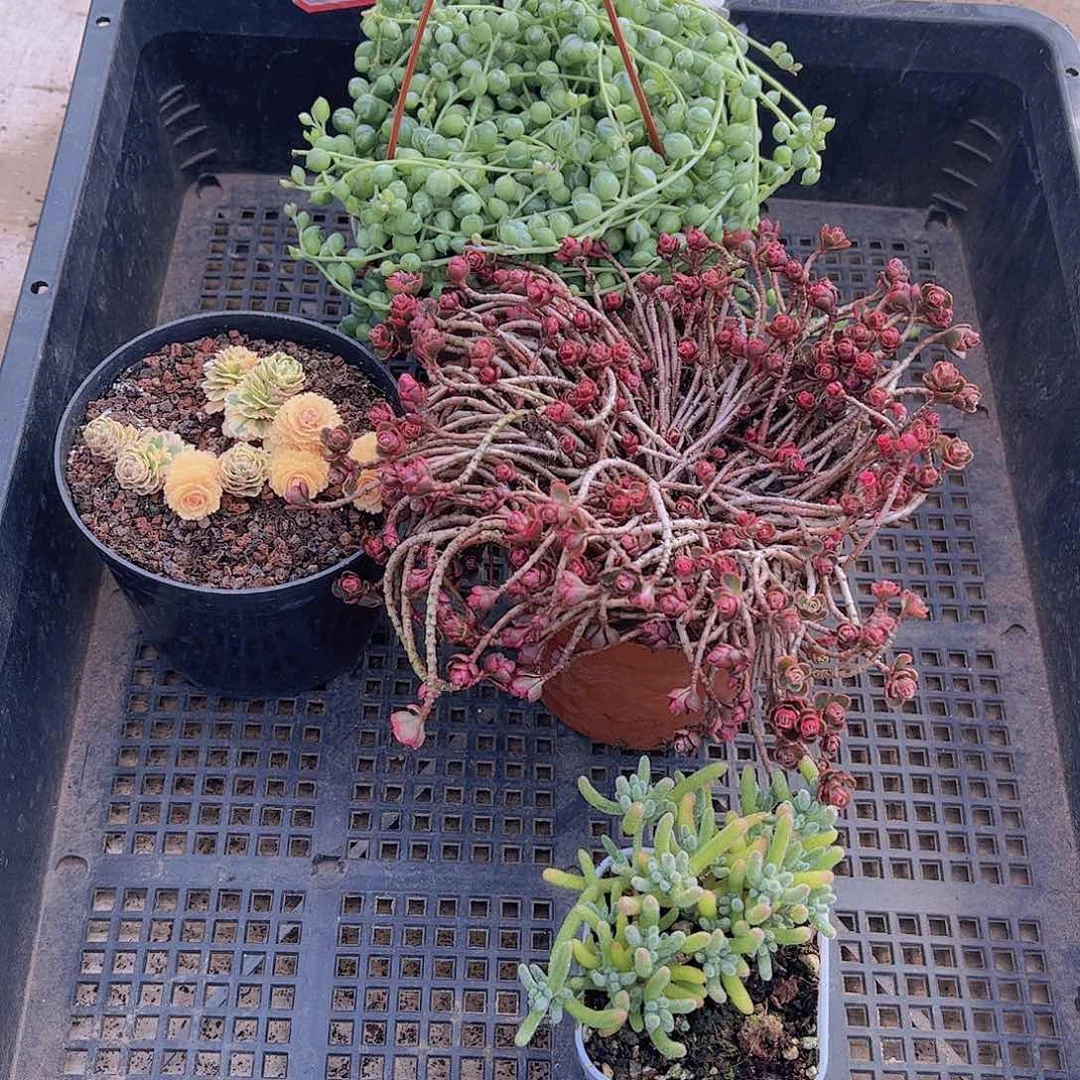 多肉466多肉植物