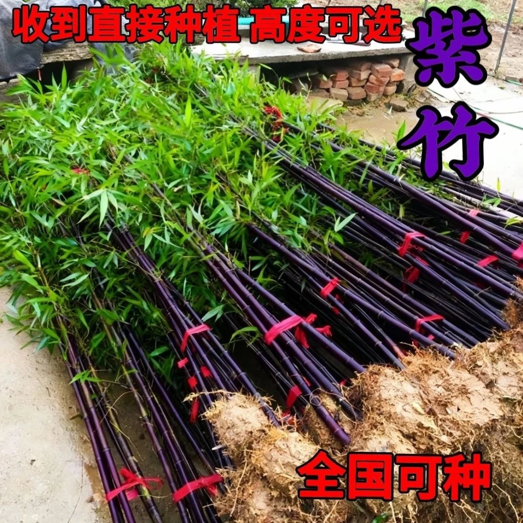 竹子苗紫竹苗庭院耐寒竹苗罗汉竹黄金竹青竹四季竹早园竹金镶玉竹