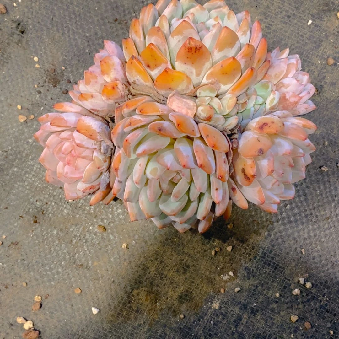 M**?星影群多肉一物一拍