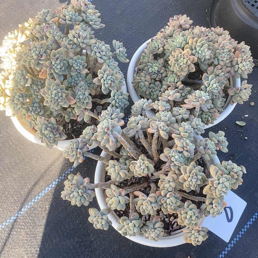 三颗奶洛蛋糕叶片有伤8