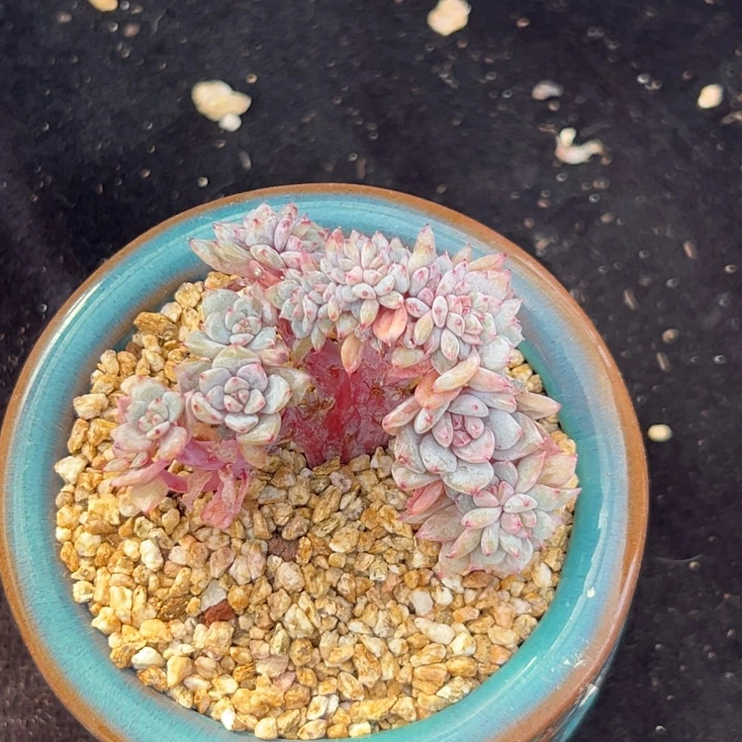 新年快乐 新年快乐