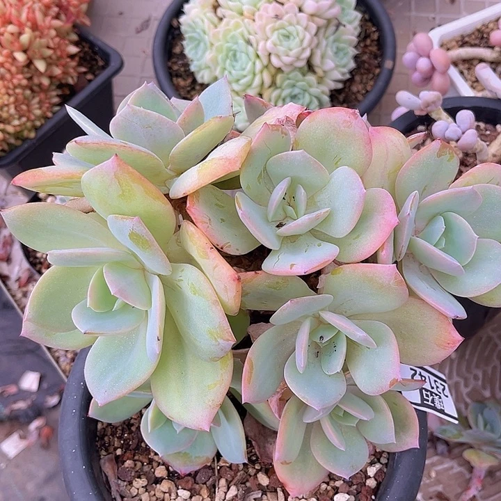 白凤23142多肉植物