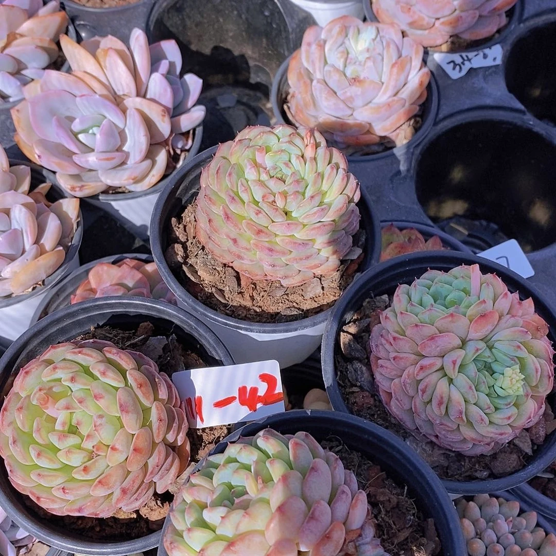 11-42 白胖子福利一颗量拍