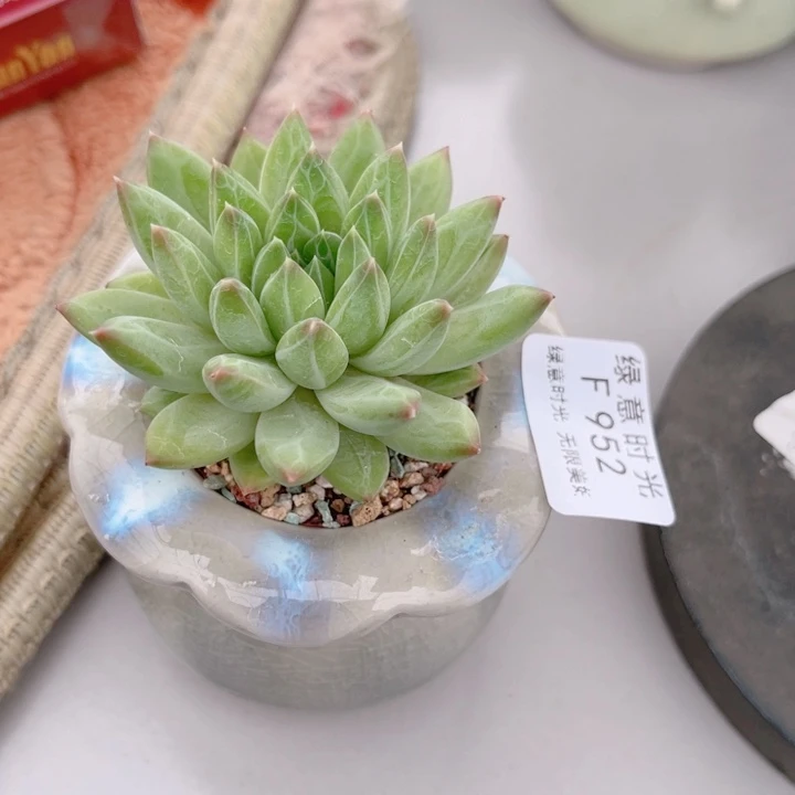 蓝****952 青花瓷 带陶瓷盆发货 满28包邮