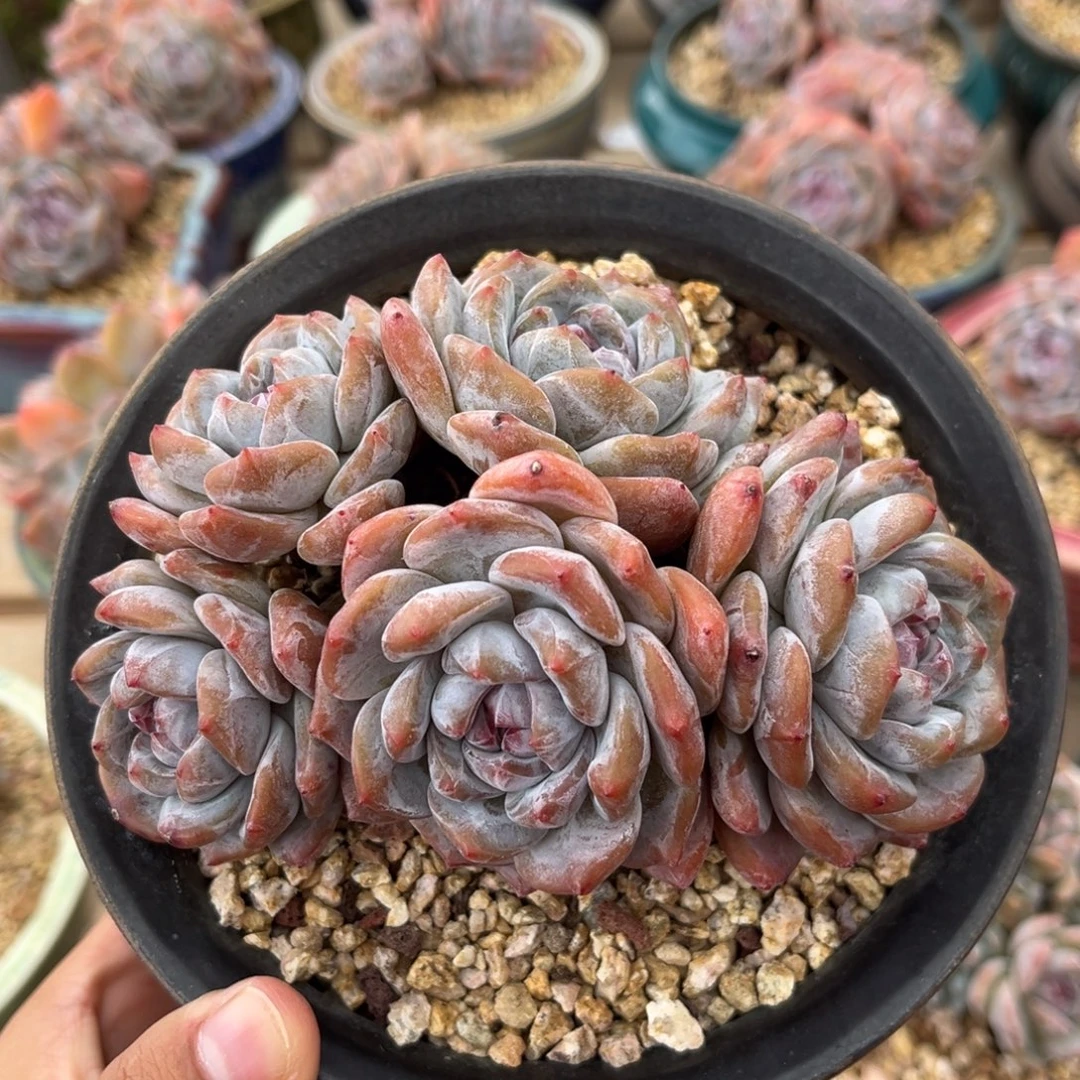 5头自然群哈哈哈哈哈