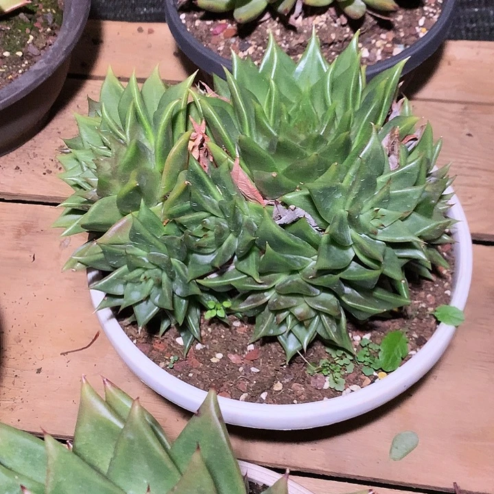 美肉特价活动开始啦