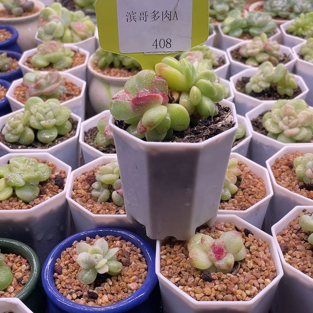 $***$滨哥多肉A408冰玉石化锦变异