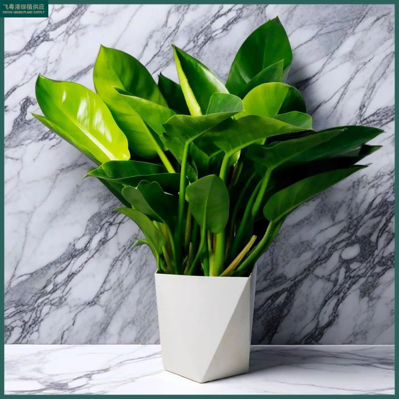 泰国大叶金钻蔓绿绒室内客厅好养易活绿植盆栽叶子长青吸甲醛繁花