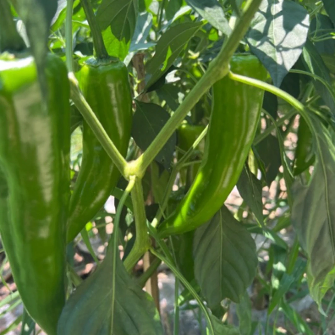 助农新鲜现摘厚皮潘家渡辣椒产地红辣椒新鲜直发