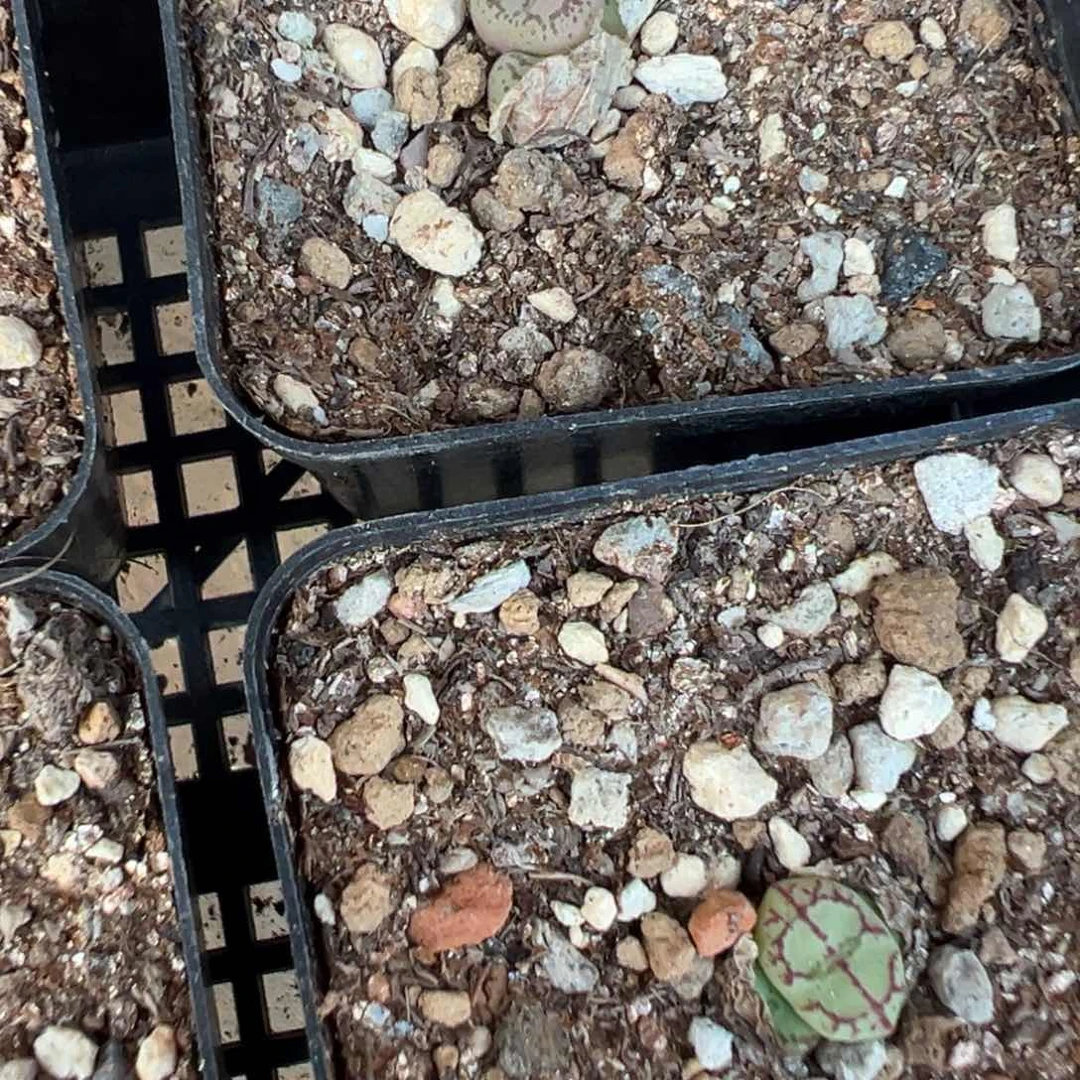 量拍八重垣姬猴脸一颗