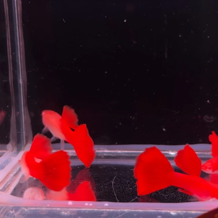 孔雀鱼台系大背血红2对