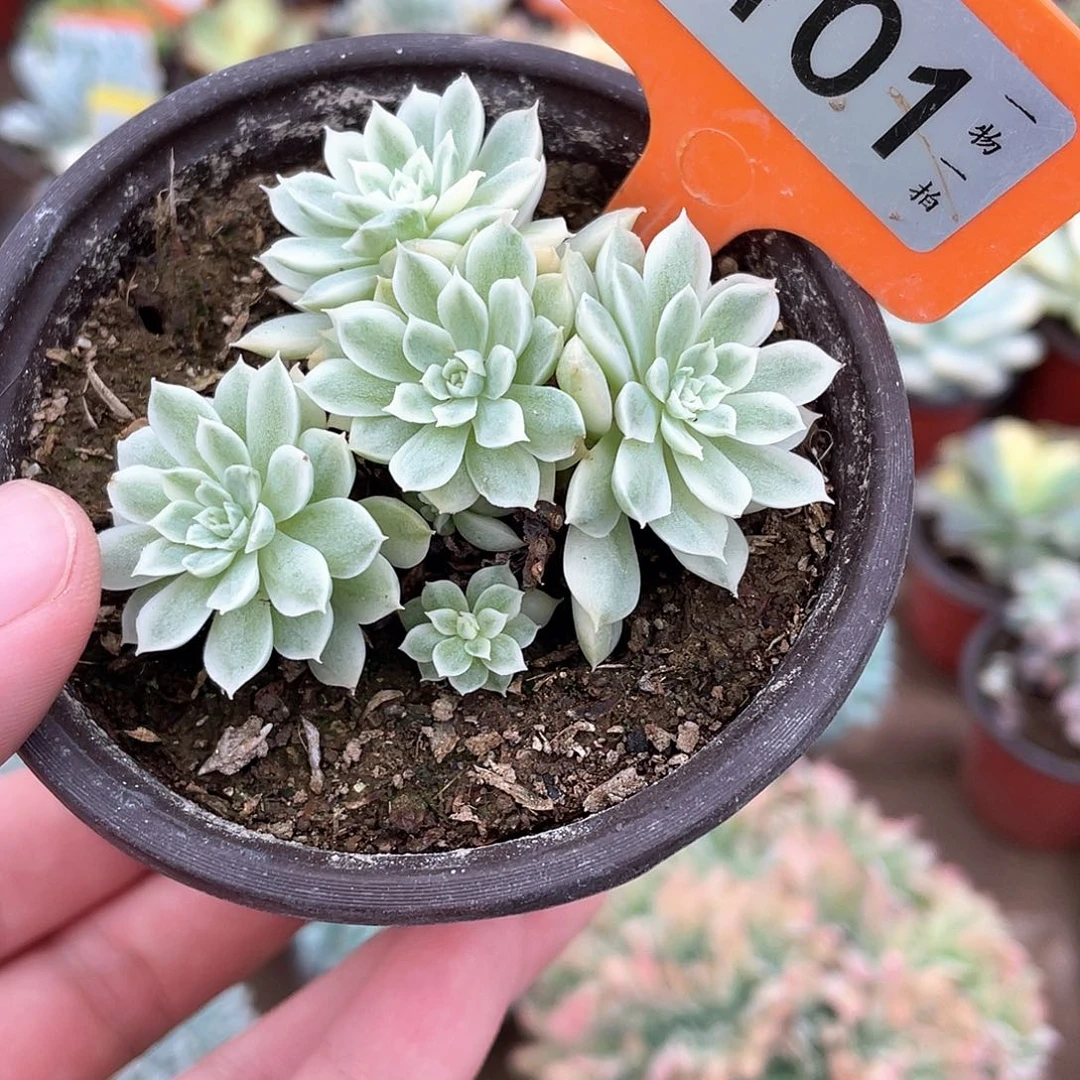 多肉101号多肉植物