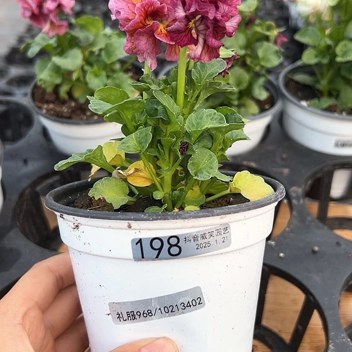 红陶抖音直播闪拍198