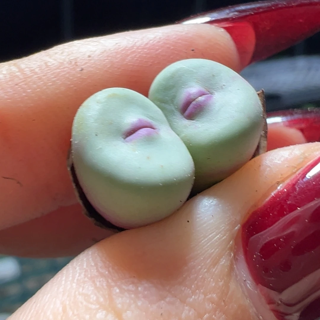 撅撅小红唇多肉植物