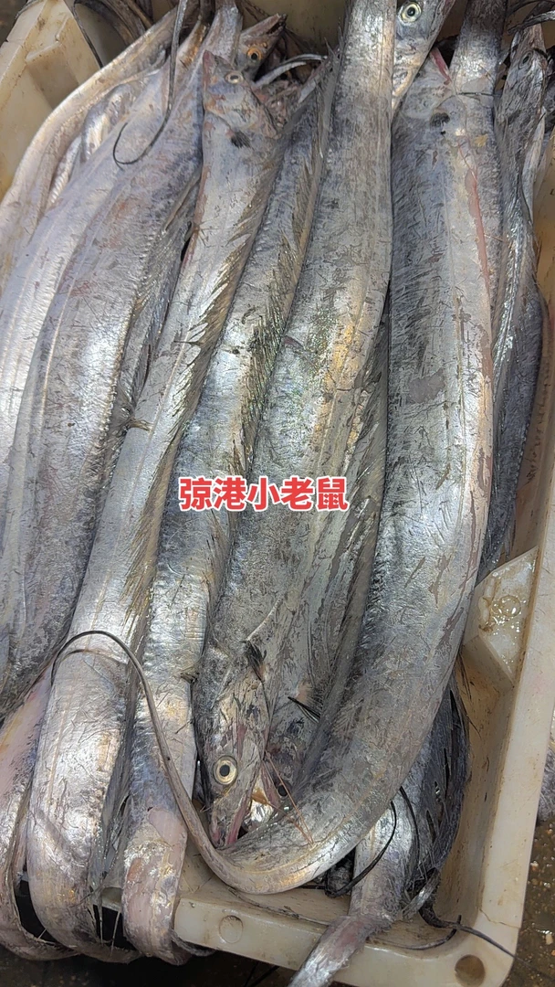 弶港小老鼠，正宗本港小眼睛带鱼，肉质肥厚，新鲜入味，5斤