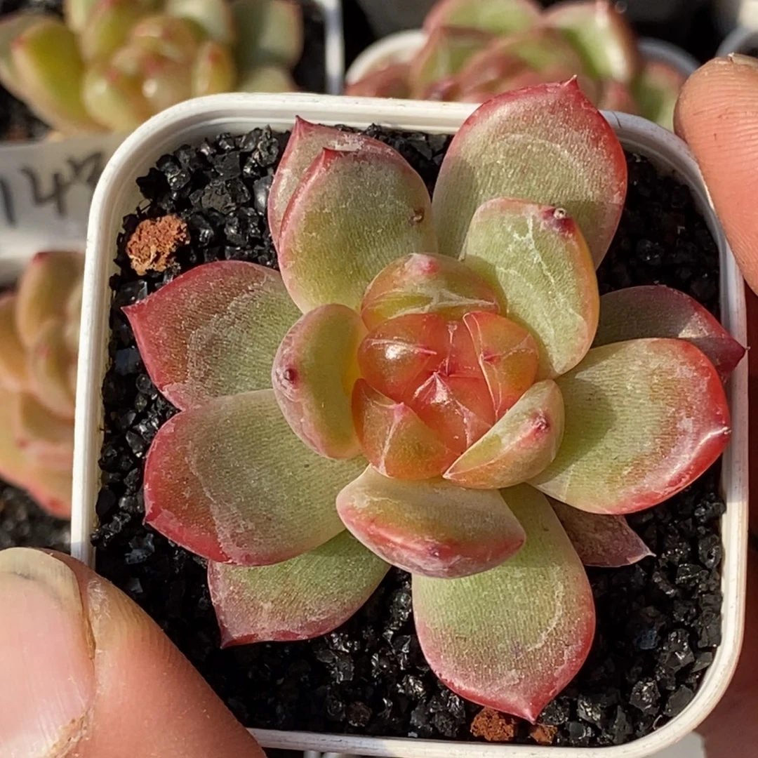 天官赐福百无禁忌