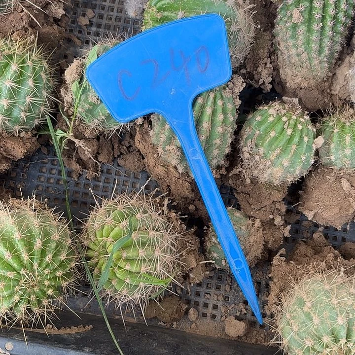 南****?C240,混色13颗瑕疵无售后