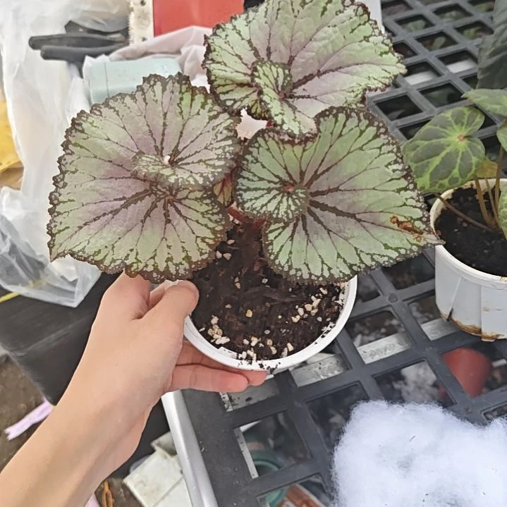 蝶衣秋海棠一物一拍