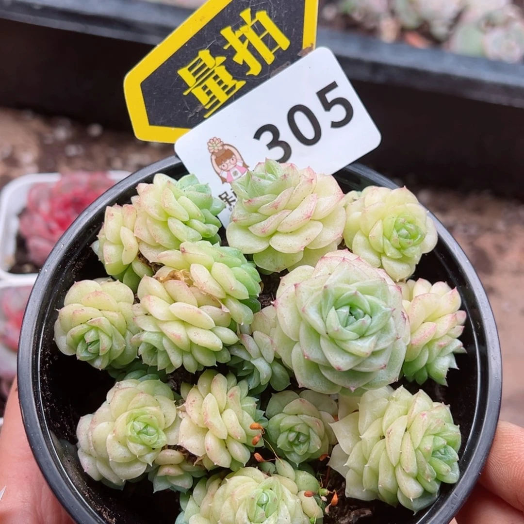 多肉植物多肉植物