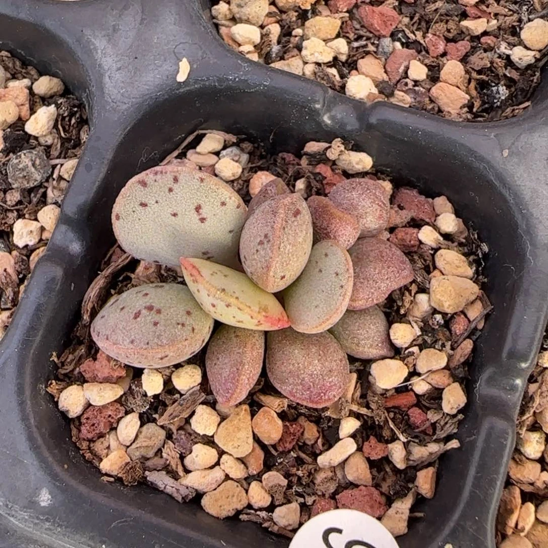 粉蛋水泡多肉植物196