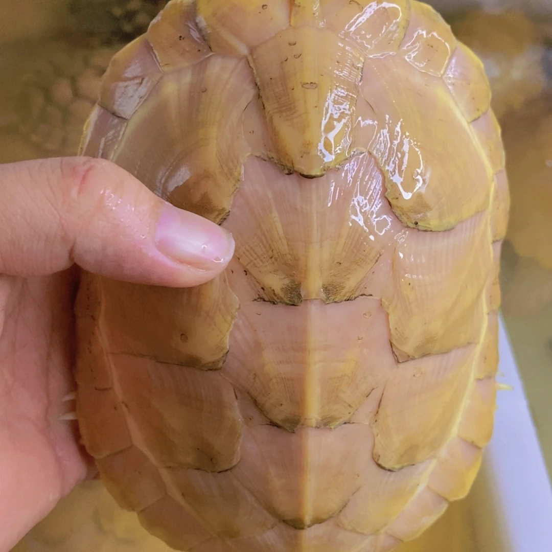 母巴西彩龟金粉母，一个