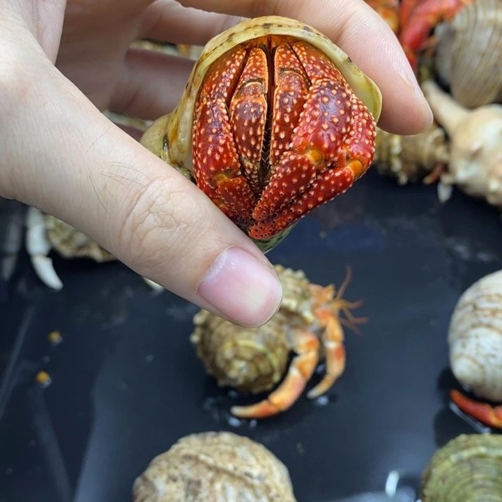 3.7口牛血红斐济草莓