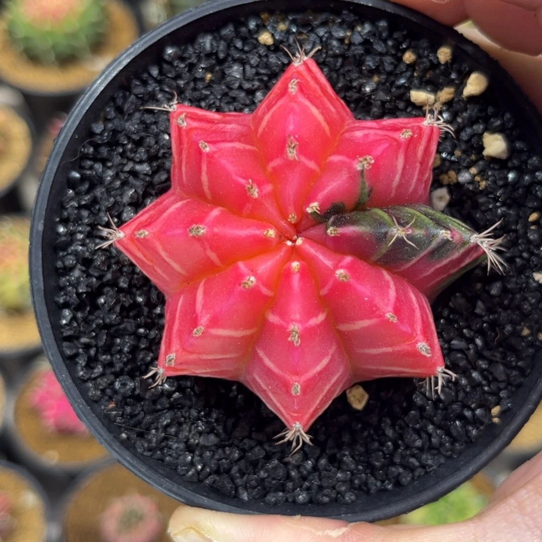 实生根自然锦———————