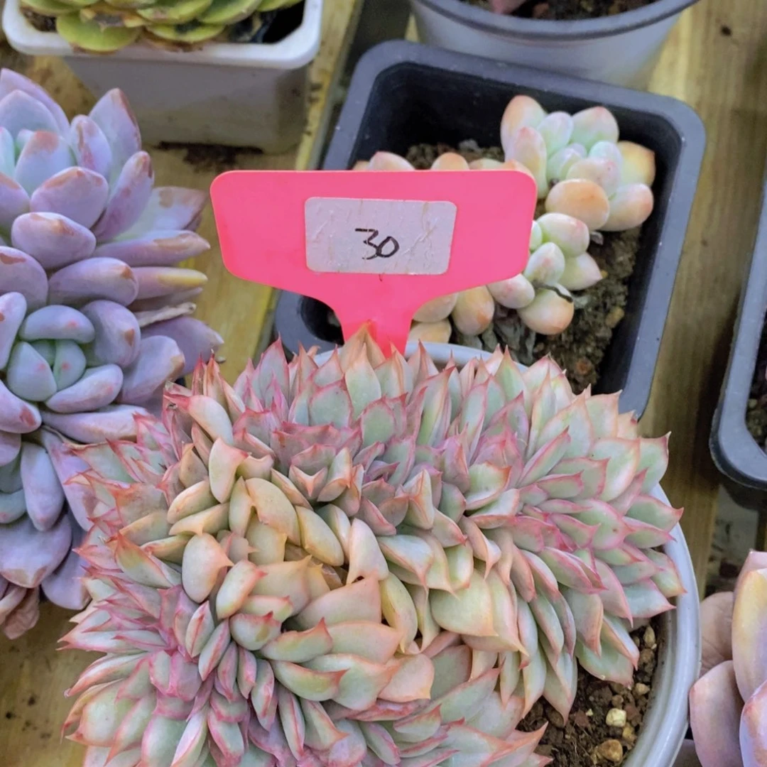 开心多肉，7号晚间福利场