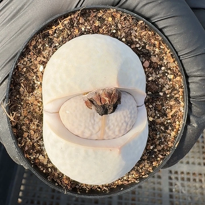 生石花2222。   355