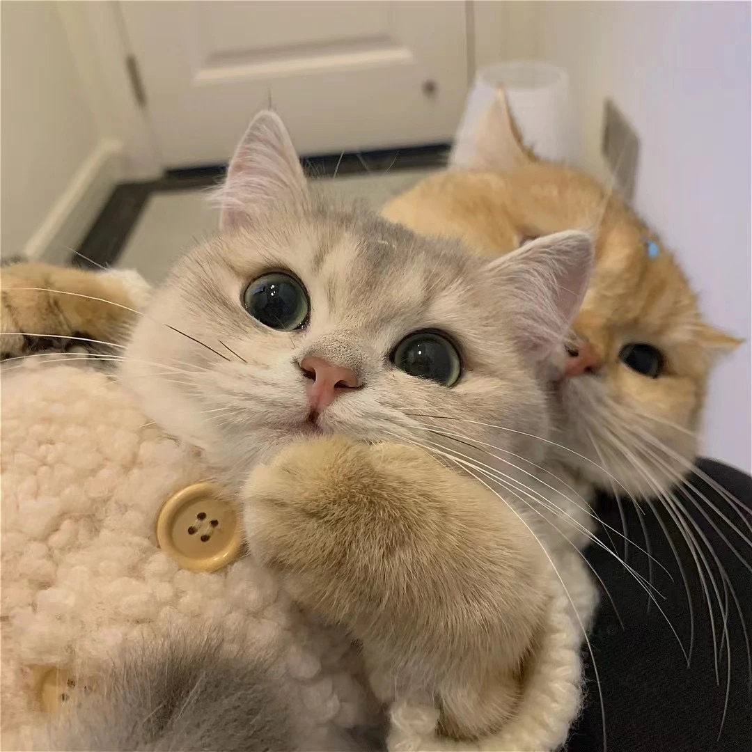 一号宠物衣服直播过款链接 No退No换