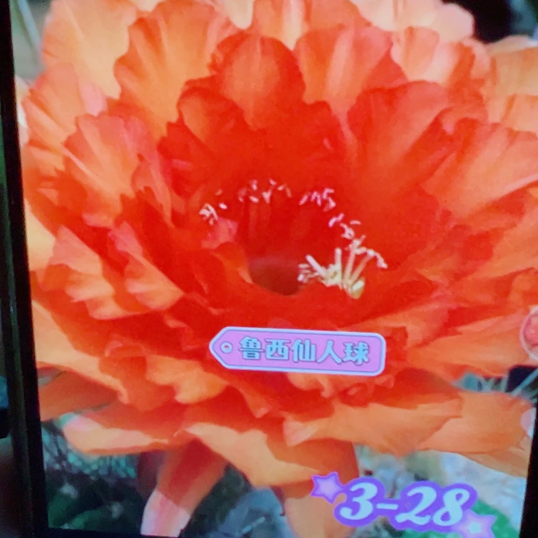 毛花柱 3-28侧芽 满20米包邮