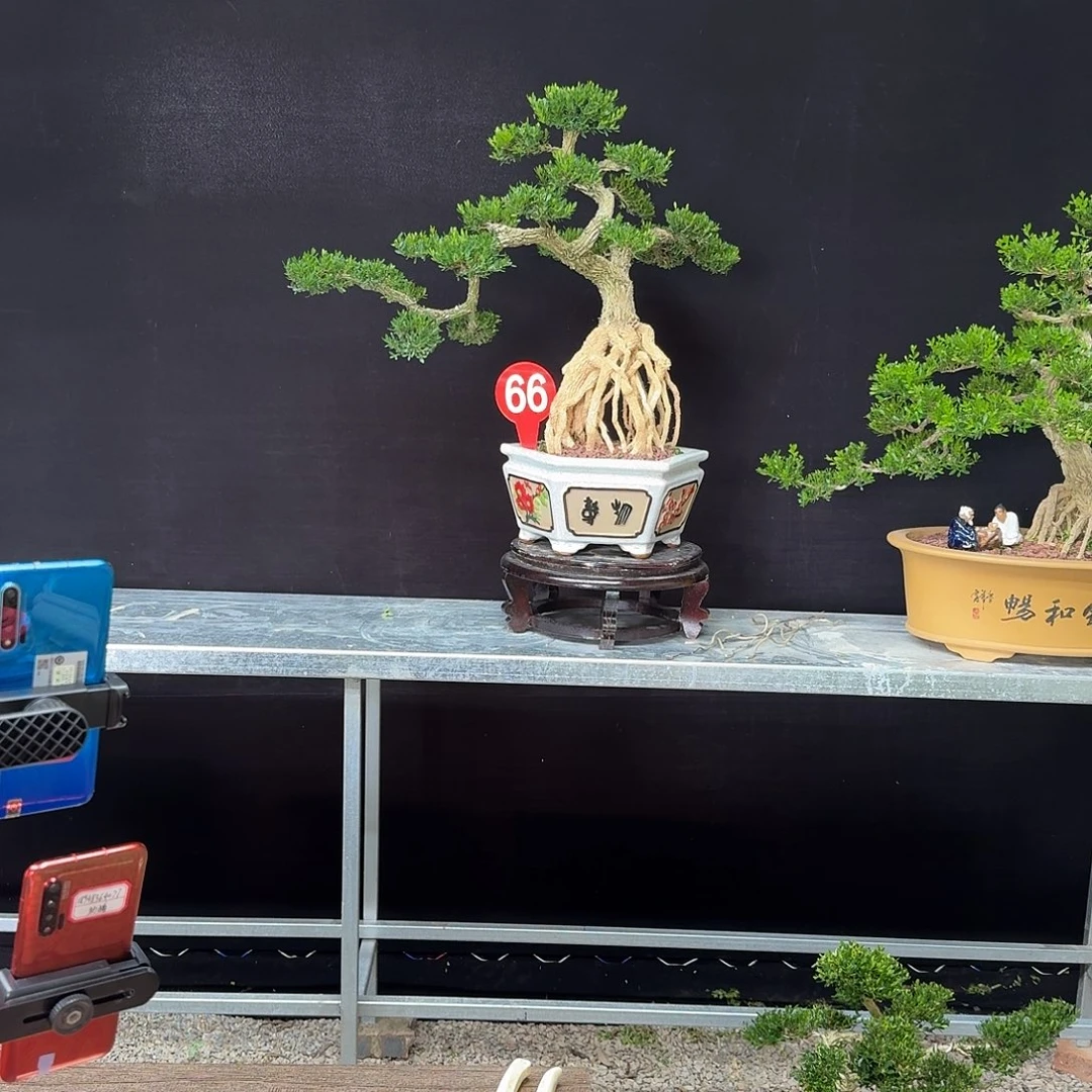 艺***家无花朵黄杨黄杨黄杨黄杨