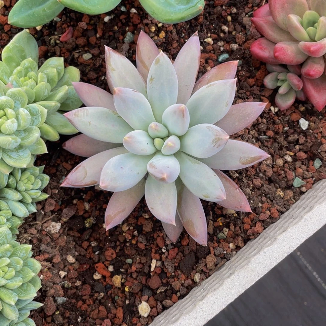 无花朵?*S哥特单头