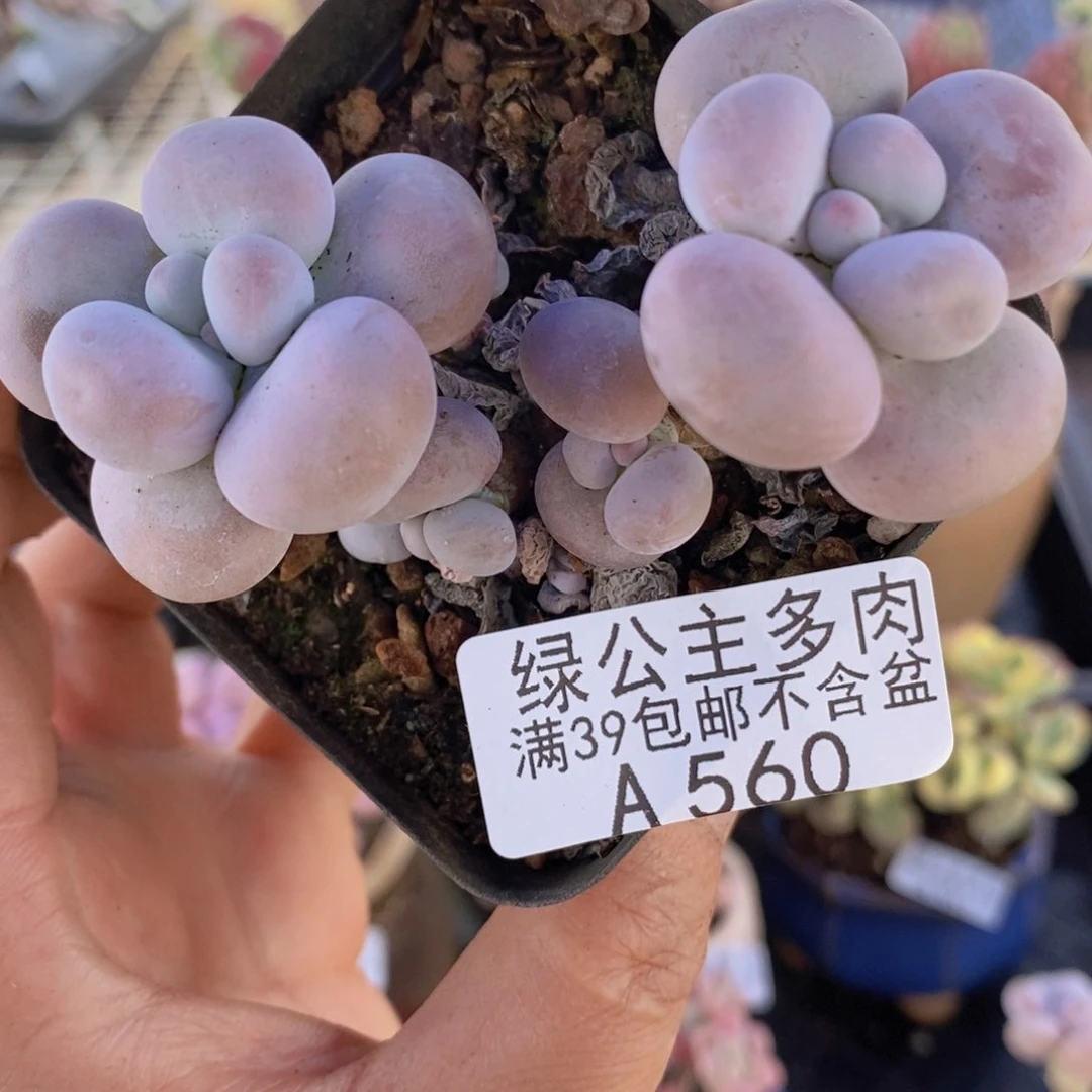 芭比奶洛6cm560多肉植物